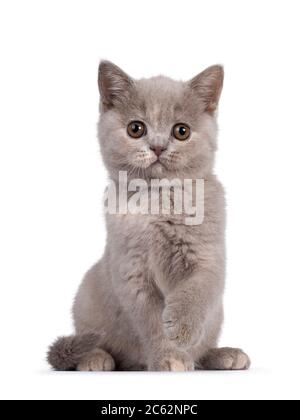 Mignon tortie lilas Britannique Shorthair chat chaton, assis face à l'avant avec un paw joueur dans l'air. Regarder un appareil photo avec des yeux ronds bruns. Isolé sur Banque D'Images