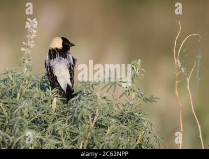 Un bobobolink profite d'une journée de printemps dans le Wyoming Banque D'Images