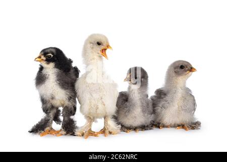 Groupe de 4 poulets Brahma de bébé multicolores, assis ensemble. Isolé sur un fond blanc. Banque D'Images