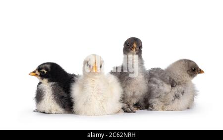 Groupe de 4 poulets Brahma de bébé multicolores, assis ensemble. Isolé sur un fond blanc. Banque D'Images