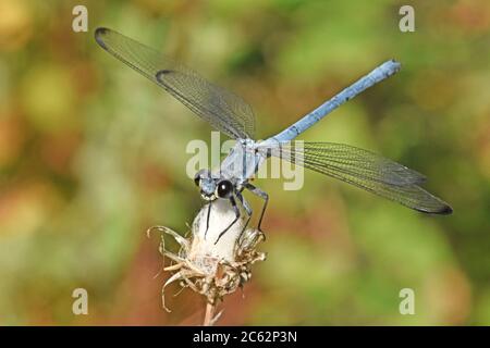 Damselfly - Epallage fatime (Epallage fatime), homme Banque D'Images