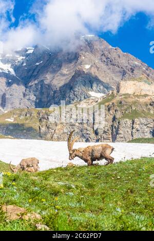 Ibex alpin dans les montagnes du Parc National du Gran Paradiso, Piémont, Italie Banque D'Images