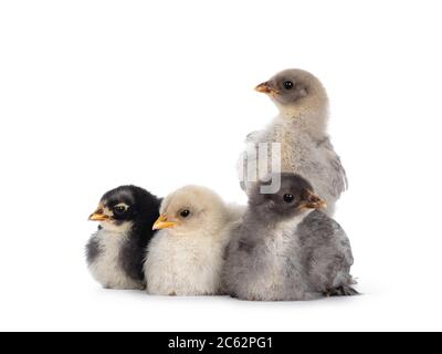 Groupe de 4 poulets Brahma de bébé multicolores, assis ensemble. Isolé sur un fond blanc. Banque D'Images