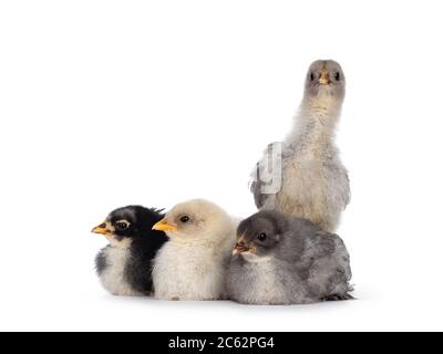 Groupe de 4 poulets Brahma de bébé multicolores, assis ensemble. Isolé sur un fond blanc. Banque D'Images