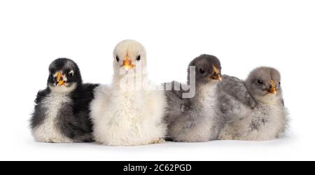 Groupe de 4 poulets Brahma de bébé multicolores, assis ensemble. Isolé sur un fond blanc. Banque D'Images