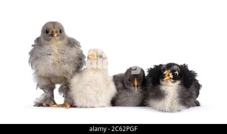 Groupe de 4 poulets Brahma de bébé multicolores, assis ensemble. Isolé sur un fond blanc. Banque D'Images