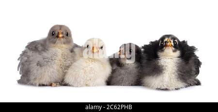 Groupe de 4 poulets Brahma de bébé multicolores, assis ensemble. Isolé sur un fond blanc. Banque D'Images