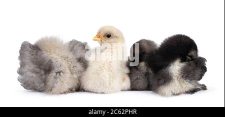 Groupe de 4 poulets Brahma de bébé multicolores, assis ensemble. Isolé sur un fond blanc. Banque D'Images