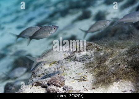 De petits appâts appelés « Shiners » par des pêcheurs locaux, l'école par des centaines au fond de Hunter's Springs dans la rivière Crystal en Floride; une rivière qui Banque D'Images