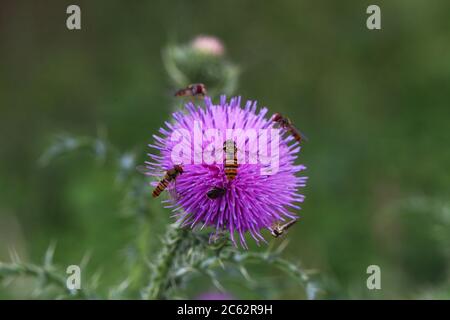 Des mouches brillantes sur la fleur pourpre du chardon Banque D'Images