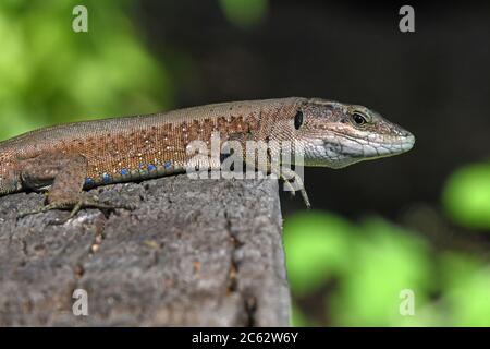 Lézard libanais - Phoenicolacerta laevis Banque D'Images