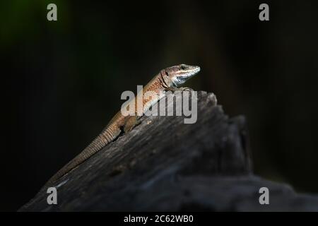 Lézard libanais - Phoenicolacerta laevis Banque D'Images