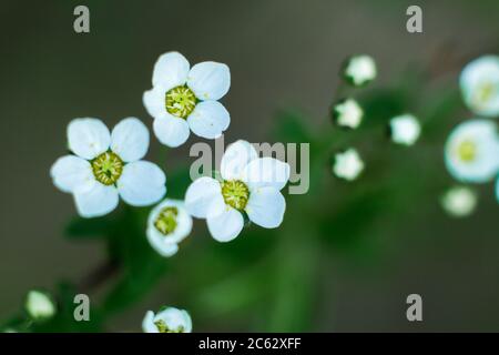 Photo macro fleurs blanches. Été. Banque D'Images