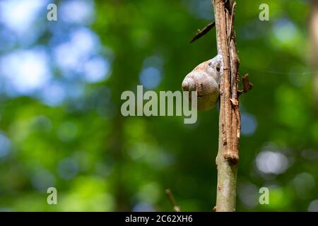 Gros escargot assis sur une petite branche au soleil attendant la pluie Banque D'Images