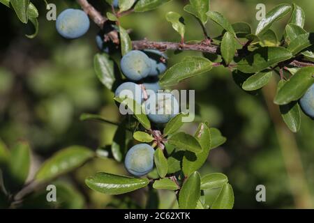 Branche de Blackthorn avec baies mûres et feuilles vertes Banque D'Images