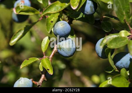 Branche de Blackthorn avec baies mûres et feuilles vertes Banque D'Images