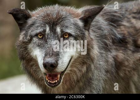 Gros plan d'un loup de bois de l'est avec la bouche ouverte (Canis lupus lycaon) Banque D'Images