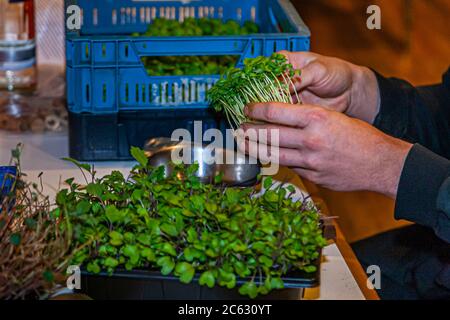 Deux mains cueillent des pousses de cresson fraîches dans un bac de culture noir dans la cuisine de l'Ambassador Hotel & Spa à Sankt Peter-Ording, en Allemagne. Une caisse en plastique bleue contenant d'autres légumes verts se trouve derrière, et un bol en métal est utilisé pour recueillir les pousses. Les herbes fraîches font partie des préparatifs pour le menu de cinq plats du chef étoilé Marco Müller. Banque D'Images