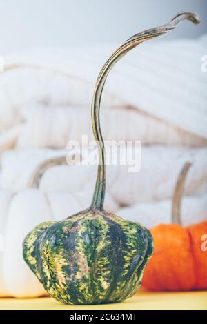 Citrouilles assorties et un tas de vêtements en laine blanche sur la goutte grise et jaune. Concept d'automne à venir Banque D'Images