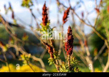 Arbre aux fleurs bordeaux en forme de bougie. Banque D'Images