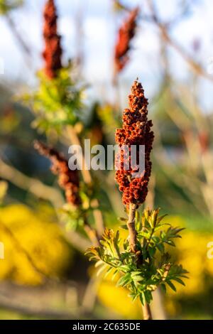 Arbre aux fleurs bordeaux en forme de bougie. Banque D'Images