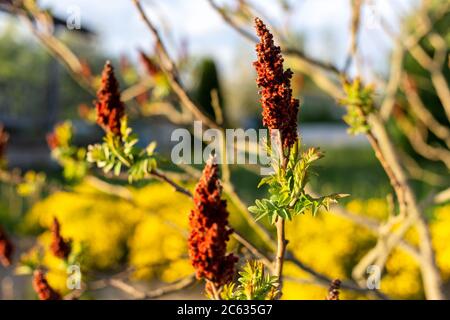 Arbre aux fleurs bordeaux en forme de bougie. Banque D'Images