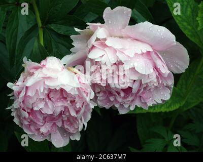 Paeonia lactiflora Sarah Bernhardt. Fleur de pivoine rose double. Paeonia lactiflora pivoine chinoise (ou même jardin pivoine). Banque D'Images