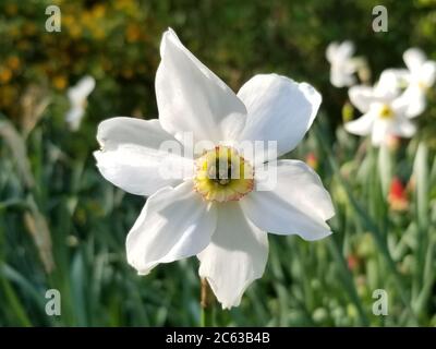 Poètes narcisse (Narcissus Poeticus), une fleur de jonquille blanche cultivée avec un centre jaune et un arrière-plan flou de feuilles et d'ombres vertes. Banque D'Images