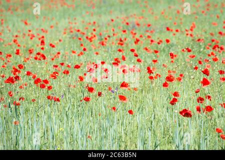 Champ de coquelicots dans la campagne de l'île suédoise de la mer Baltique Gotland Banque D'Images