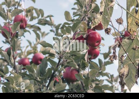 pommes rouges accrochées à des branches avec des feuilles vertes. Banque D'Images
