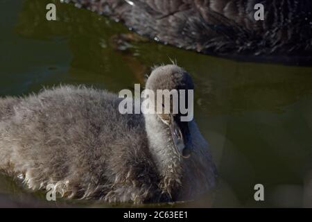 Les cygnets sont gris avec un bec noir et les jeunes à part récente sont brun grisâtre terne avec un oeil brun. Banque D'Images