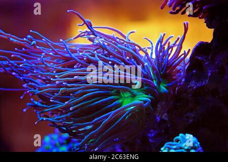 Longs tentacules colorés corail vivant dans le aquarium de récif d'eau salée Banque D'Images
