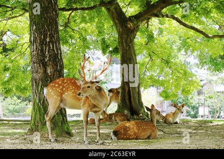 Troupeau de cerfs reposant sous les arbres à Nara (Japon) Banque D'Images