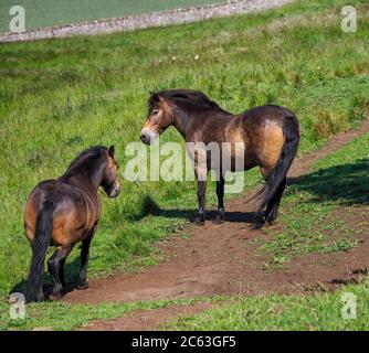 Deux poneys Exmoor sur la loi Berwick, North Berwick, East Lothian, Écosse, Royaume-Uni. Un troupeau de six poneys se promènent gratuitement sur la loi Berwick. Banque D'Images