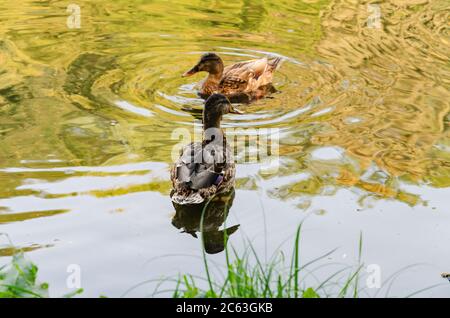 les canards sauvages nagent sur le lac, les oiseaux sauvages sur fond de reflet vif des arbres jaunes dans l'eau Banque D'Images