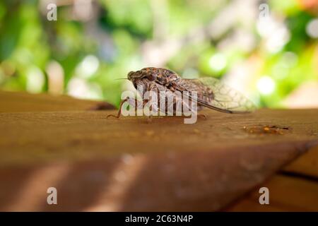 Détail d'une cicada méditerranéenne, Cicadidae, avec un fond non focalisé. Banque D'Images