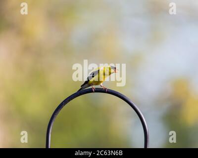 Oiseau doré jaune assis sur une boucle en métal avec un arrière-plan flou. Banque D'Images