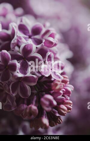 Gros plan macro image des fleurs de lilas violets qui fleurissent au printemps. Banque D'Images