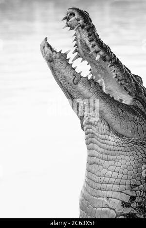 Un crocodile de saut sur Adélaïde Banque D'Images