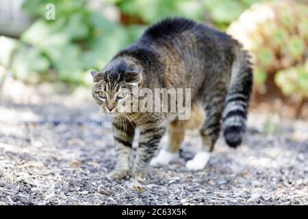 Peur Chat Avec Dos Arque Photo Stock Alamy