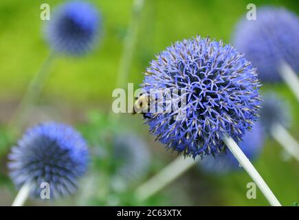 Une abeille sur une fleur de chardon « bleu taflower » Banque D'Images