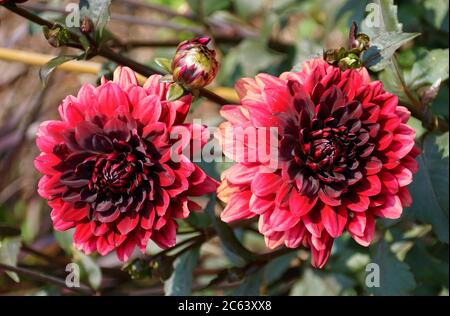 Belle couleur rouge foncé de fleurs de Dahlia de l'Anélily 'Karma Choc' Banque D'Images