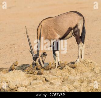 Un Gemsbok dans un trou d'eau du parc transfrontalier de Kgalagadi, dans le désert de Kalahari en Afrique australe. Banque D'Images