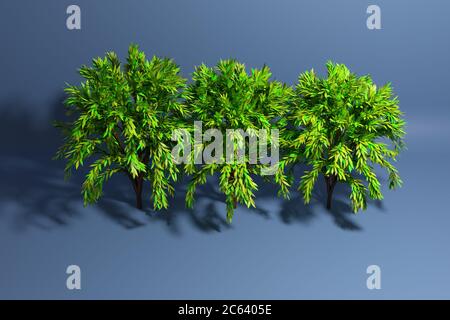 Illustration 3D de trois grands arbres feuillus verts et moelleux avec une ombre sur un fond vert, vue de dessus Banque D'Images