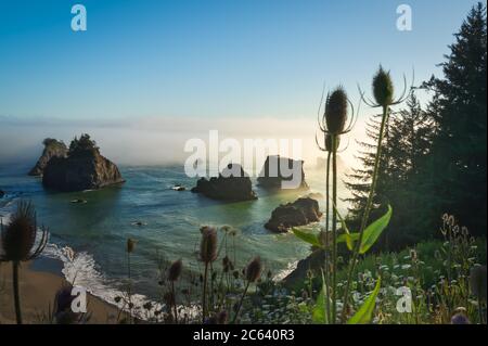 Piles de mer et fleurs sauvages sur la côte de l'Oregon avec brouillard couvrant l'océan Banque D'Images