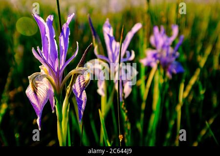 Gros plan d'un iris sauvage dans la vallée d'Owen. Banque D'Images