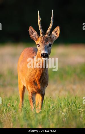 Le buck de cerf de Virginie intéressé se tient sur la prairie pendant l'été au coucher du soleil. Banque D'Images