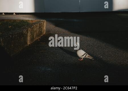 Seul pigeon curieux debout dans le triangle de lumière illuminé avec le soleil du matin sur le pavé d'asphalte foncé, regardant dans la caméra Banque D'Images