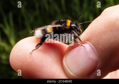 Bourdon sur la main des humains. Photo macro de Bumblebee. Gros plan de l'insecte. Banque D'Images