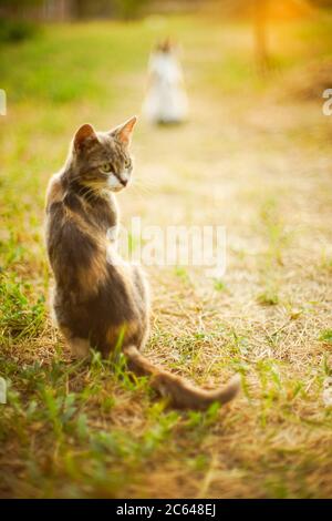 Un joli chat tricolore de frêne se reposant dans un jardin d'été au coucher du soleil. Chat blanc sur l'arrière-plan flou à l'avant Banque D'Images